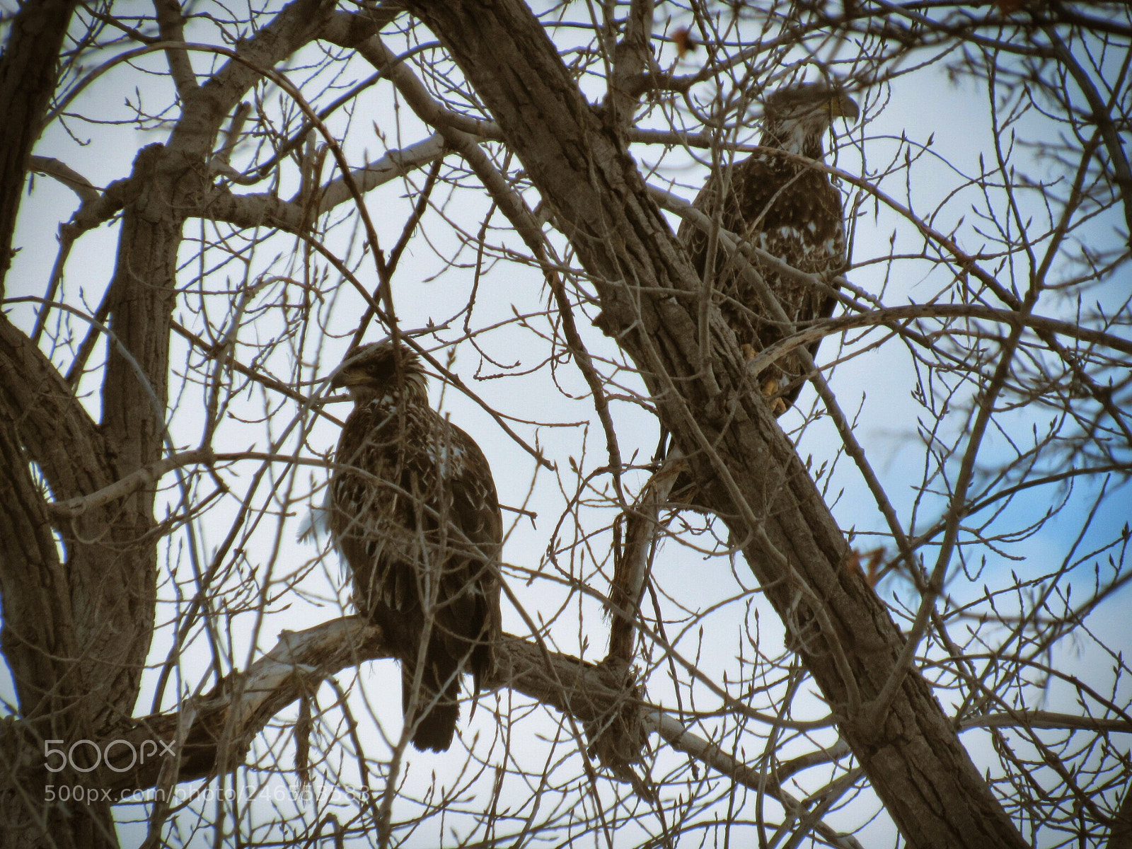Canon PowerShot SX530 HS sample photo. We saw four juveniles photography