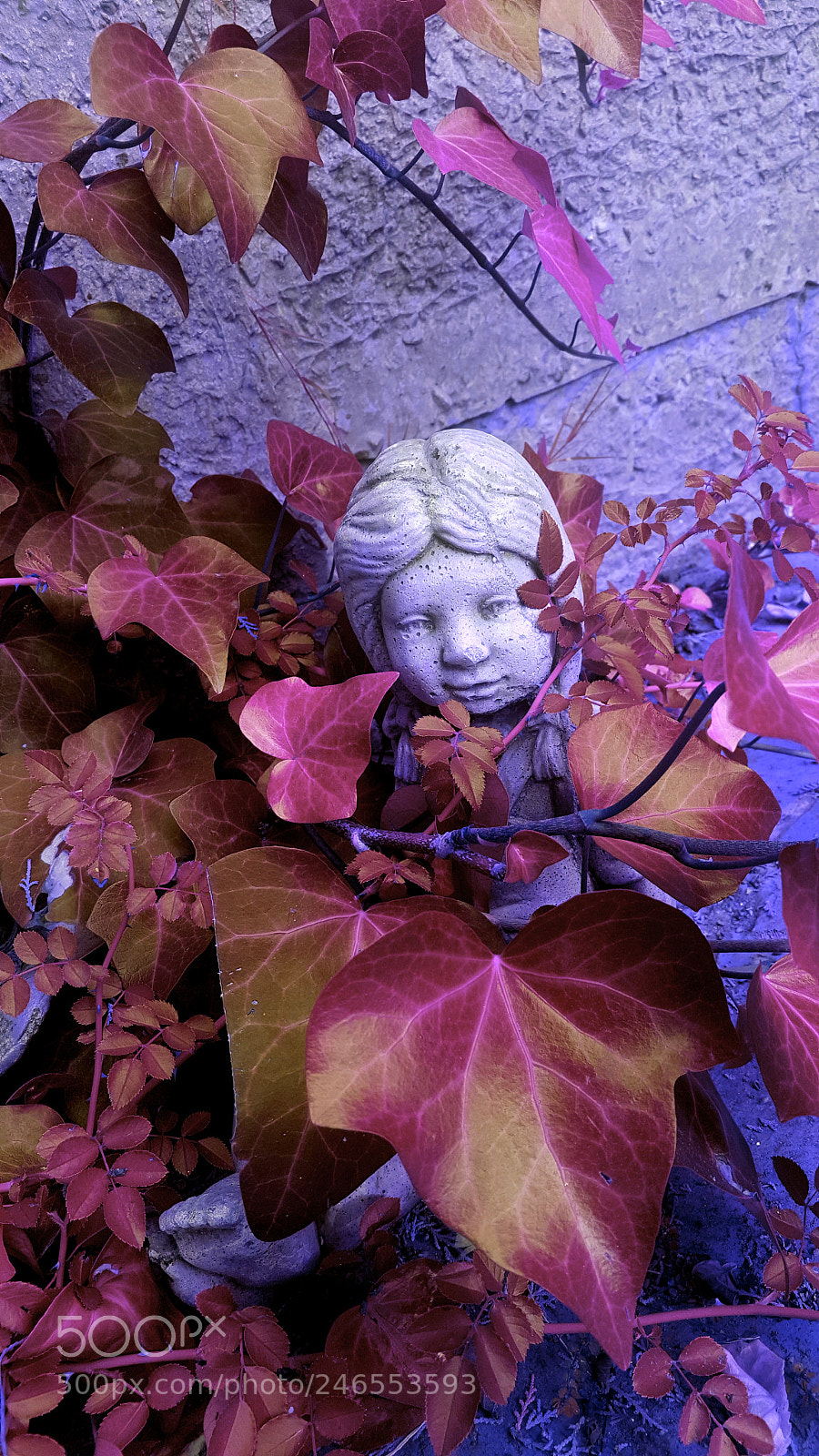 Samsung Galaxy S6 sample photo. Capturing ivy photography