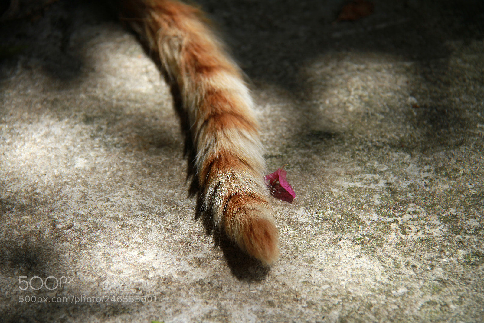 Canon EOS 7D sample photo. Untitled photography