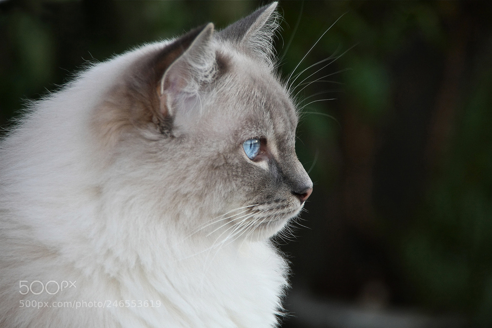 Canon EOS 40D sample photo. Untitled photography