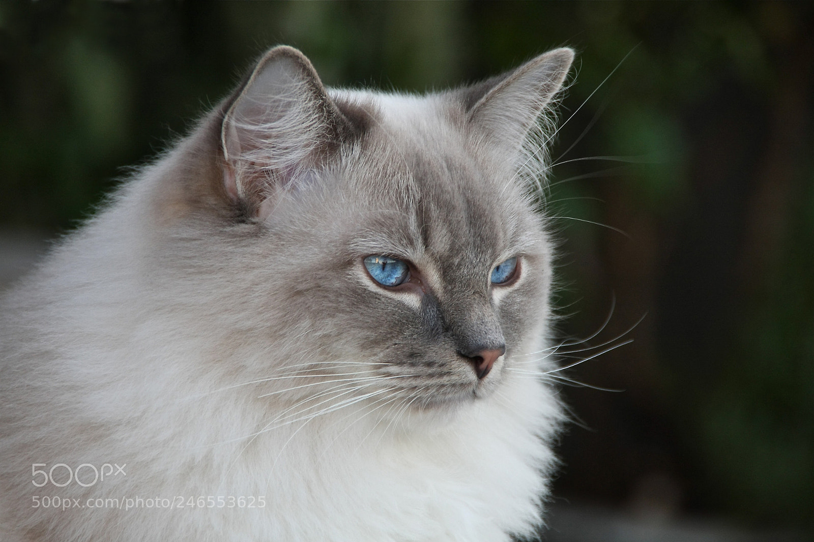 Canon EOS 40D sample photo. Untitled photography