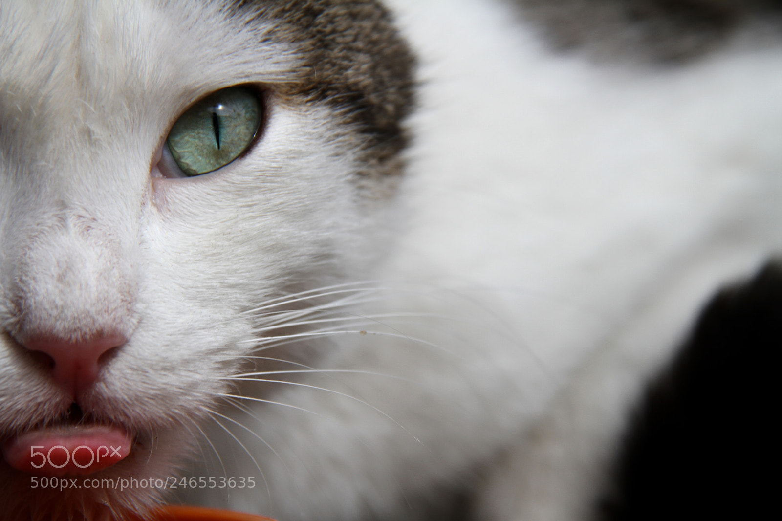 Canon EOS 7D sample photo. Untitled photography