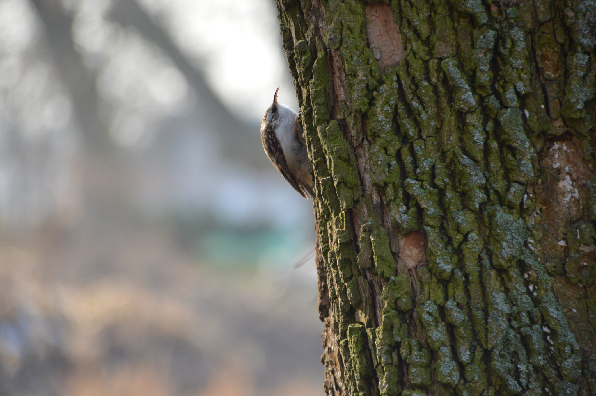 Nikon D3200 + Sigma 18-250mm F3.5-6.3 DC Macro OS HSM sample photo. Treecreeping photography