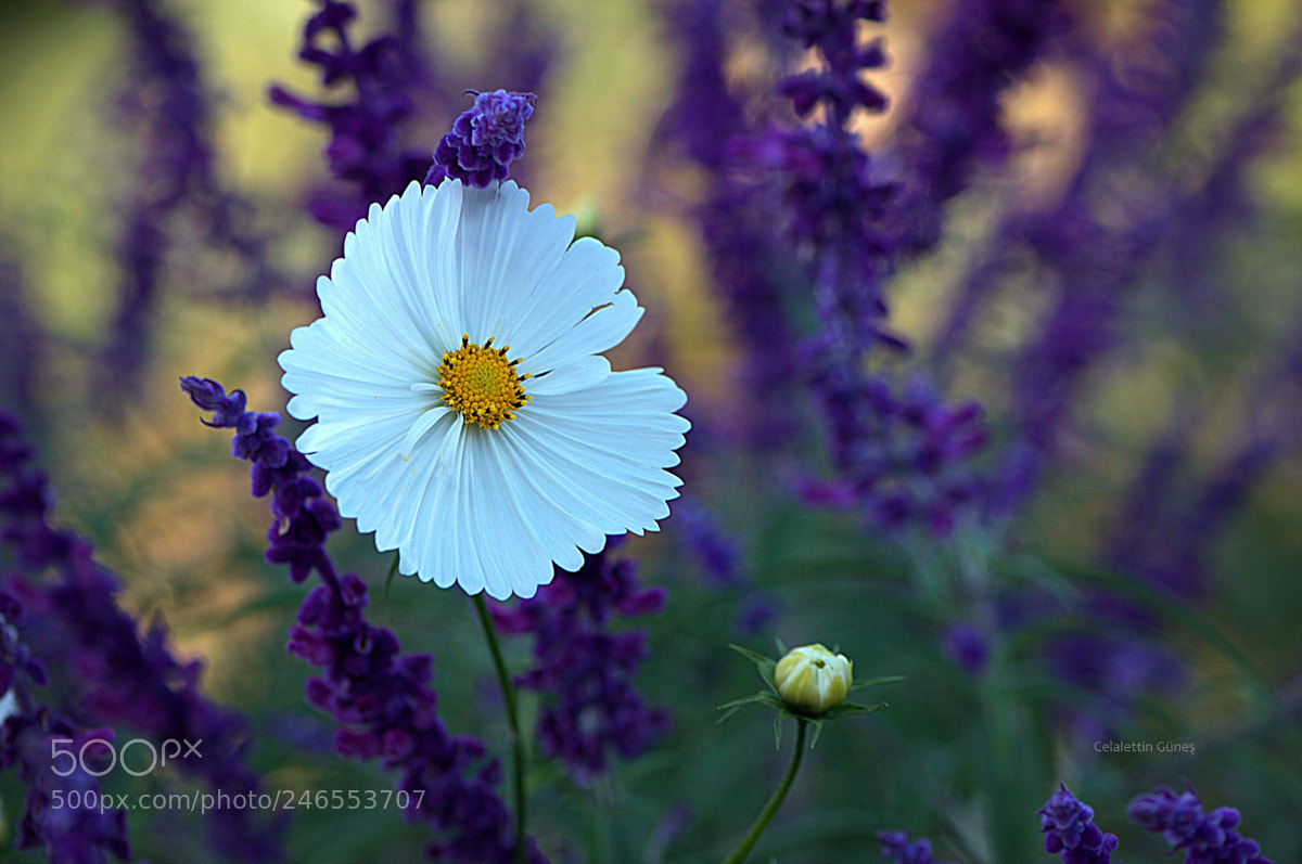Nikon D300 sample photo. White and lilacs photography
