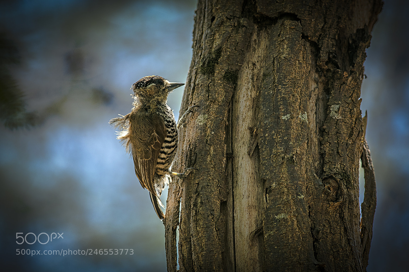 Nikon D500 sample photo. Little woodpecker photography