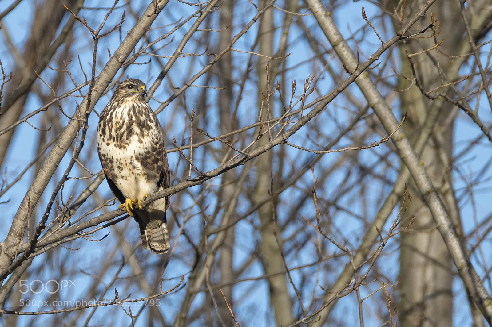Nikon D7200 sample photo. Common buzzard photography
