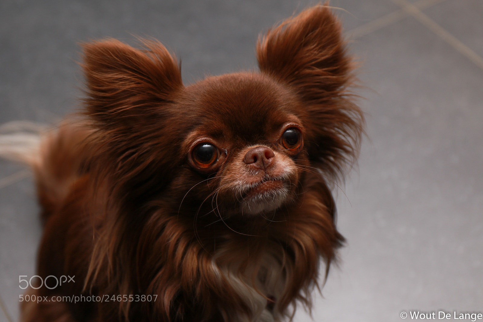 Canon EOS 7D Mark II sample photo. My dog photography