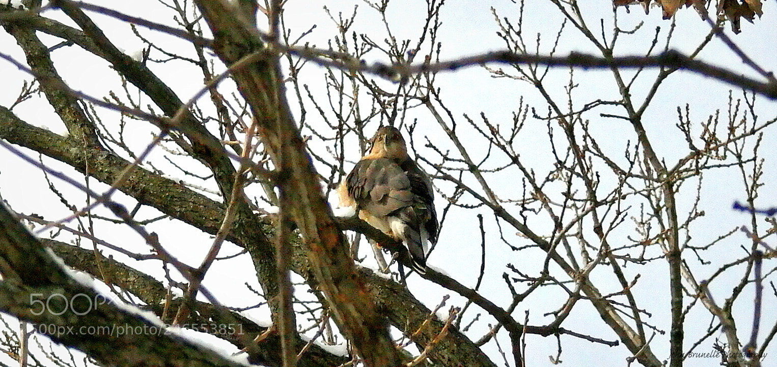 Samsung NX500 sample photo. Cooper's hawk feb 18 photography