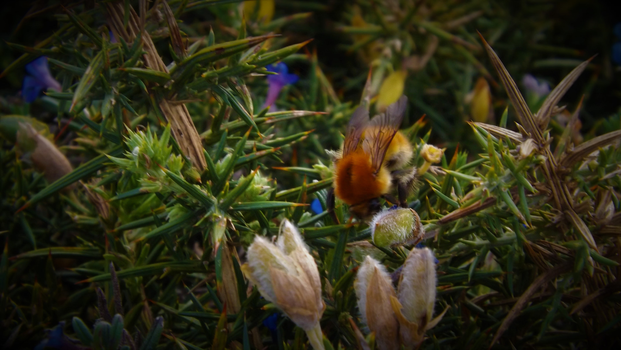 Fujifilm FinePix SL245 sample photo. Bee photography