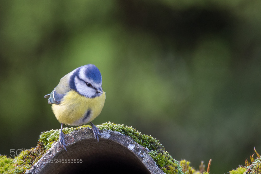 Canon EOS 7D Mark II sample photo. Blue tit photography