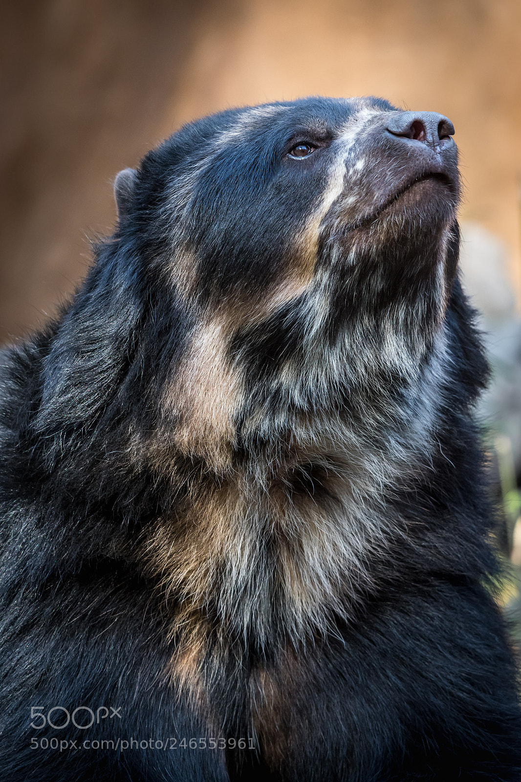 Nikon D500 sample photo. Andean bear photography