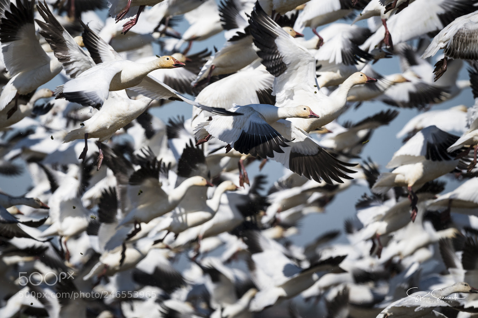 Nikon D850 sample photo. Snow goose blastoff photography