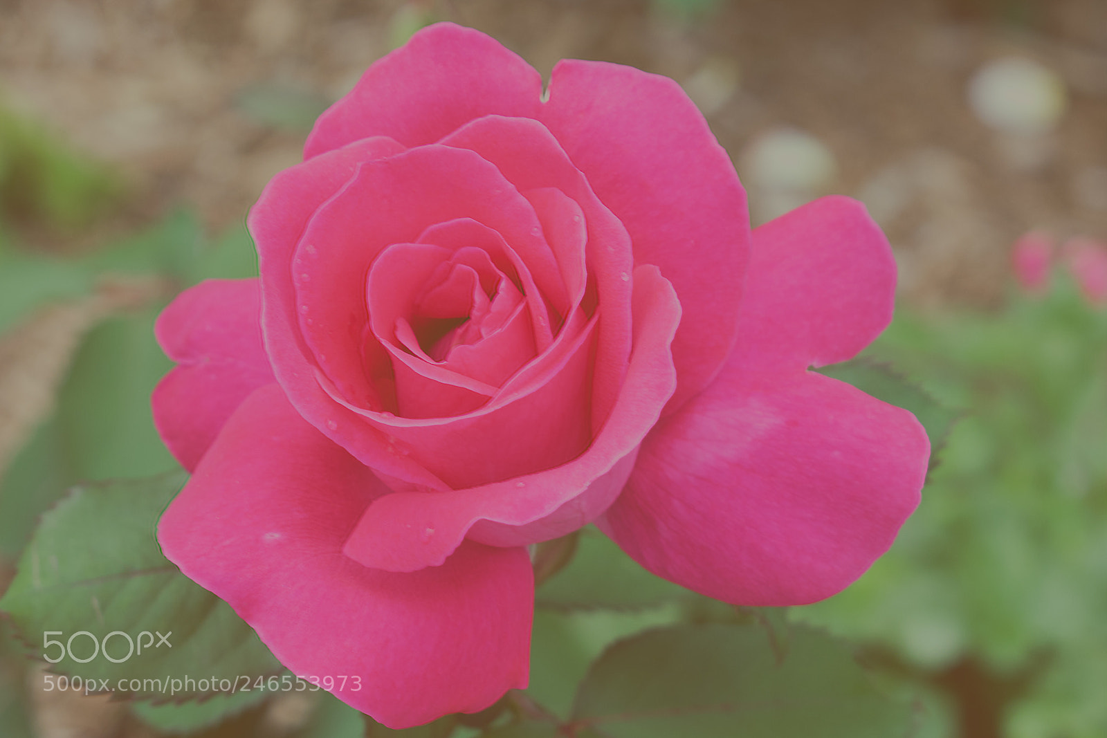 Nikon D3400 sample photo. Red rose photography
