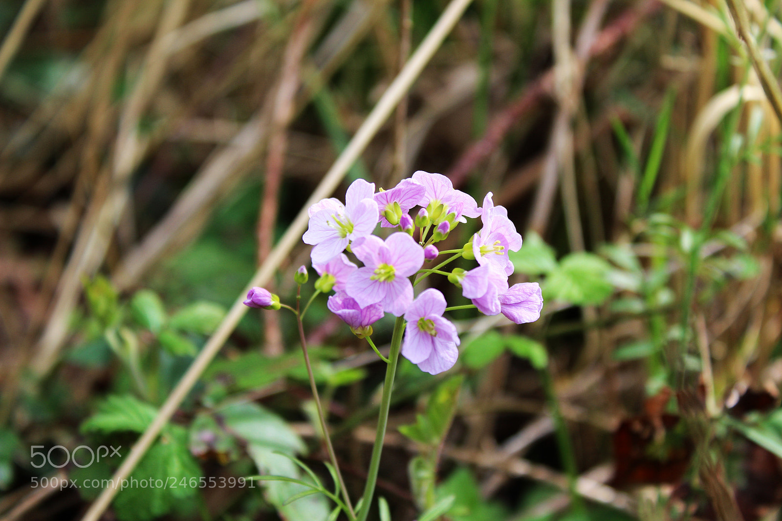 Canon EF-S 18-55mm F3.5-5.6 III sample photo. Cardamine des prés photography