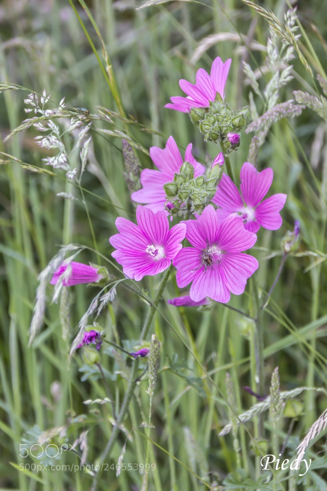 Canon EOS 60D sample photo. Img photography