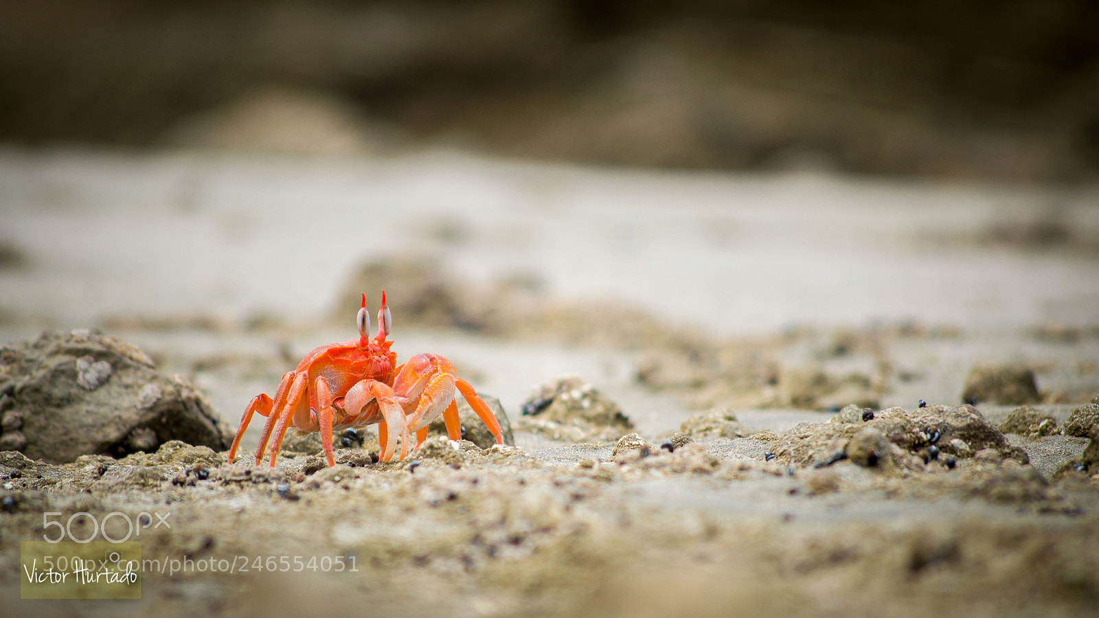 Nikon D3200 sample photo. Crab (carretero) photography
