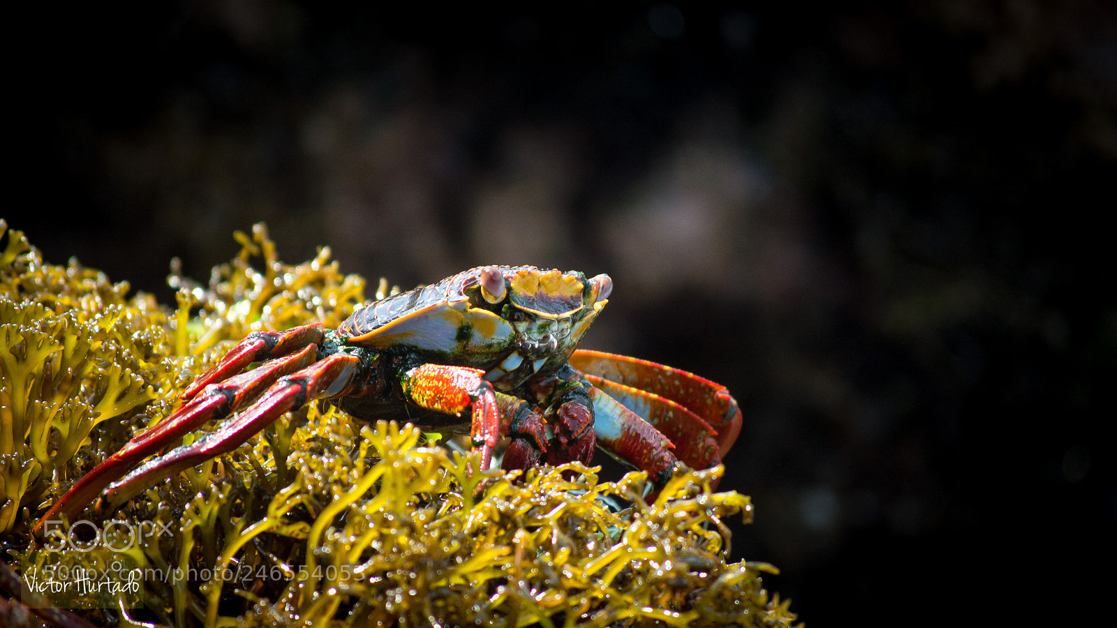 Nikon D3200 sample photo. Crab photography