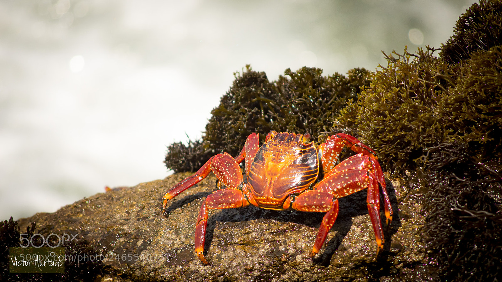 Nikon D3200 sample photo. Crab huarmey photography