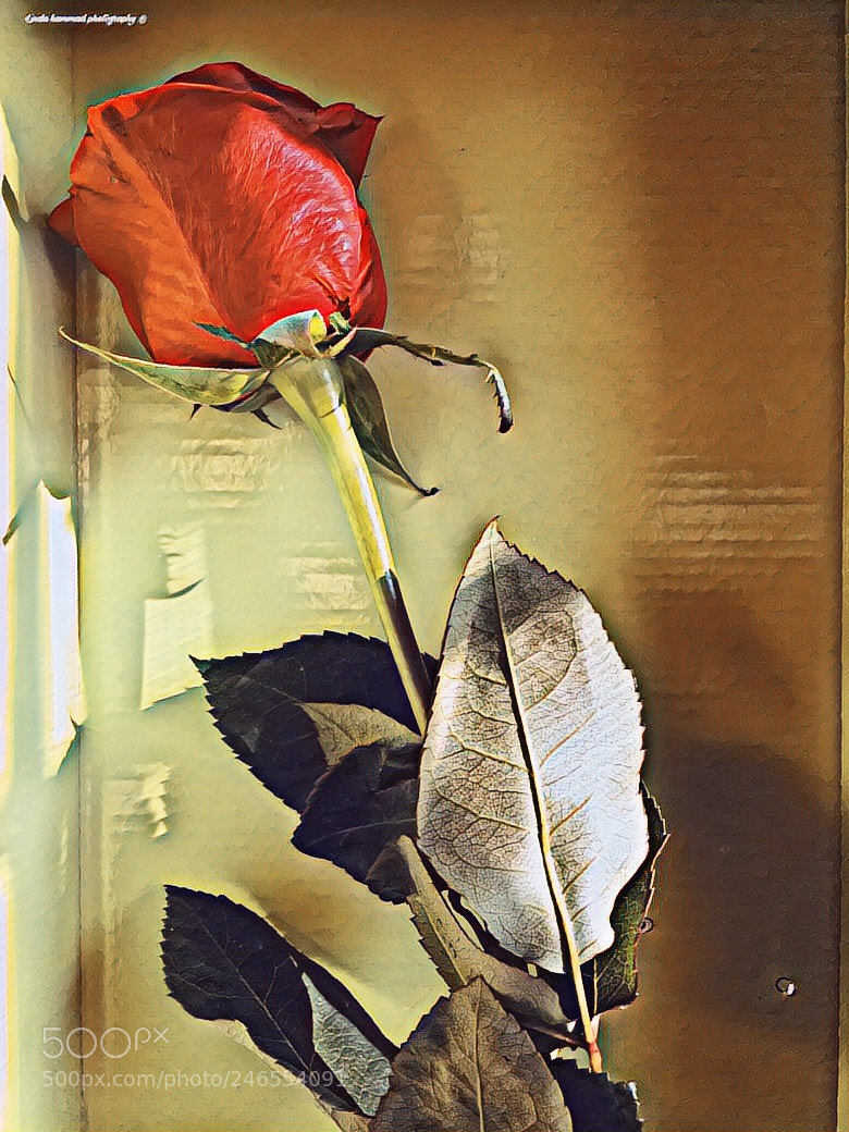 Apple iPhone 6s sample photo. Untitled photography
