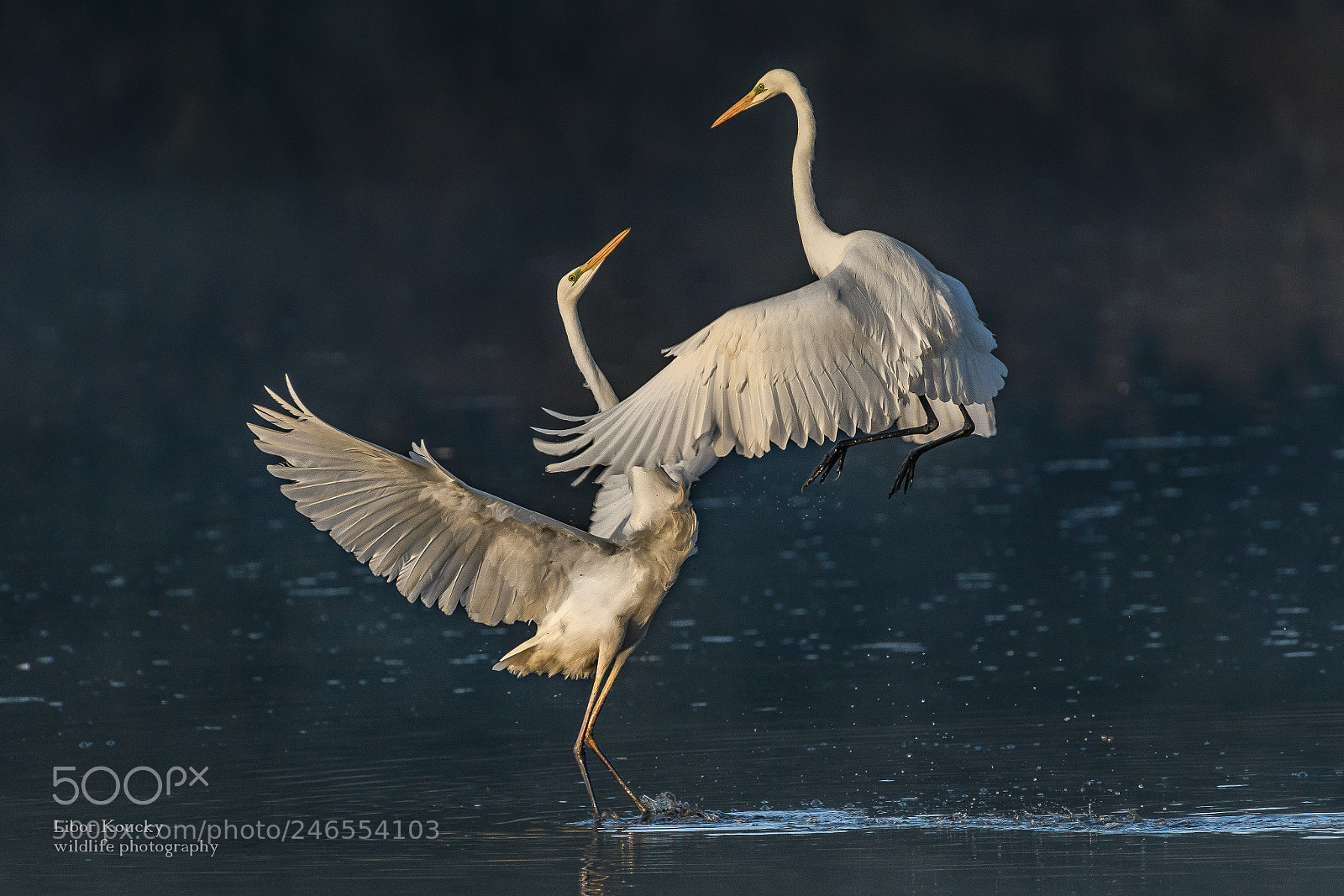 Nikon D500 sample photo. Great white egret egretta photography