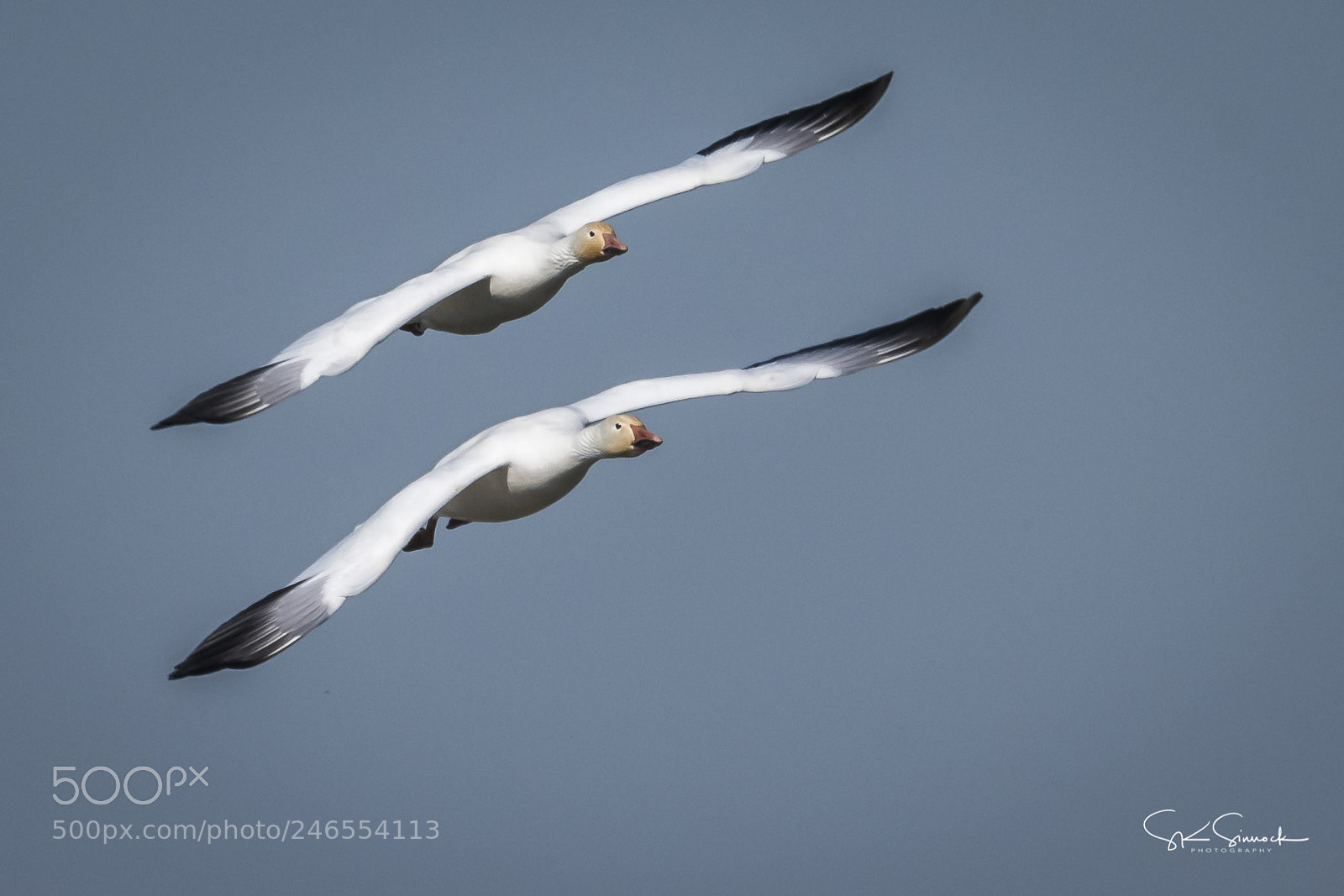Nikon D850 sample photo. Snow goose synchronized flight photography