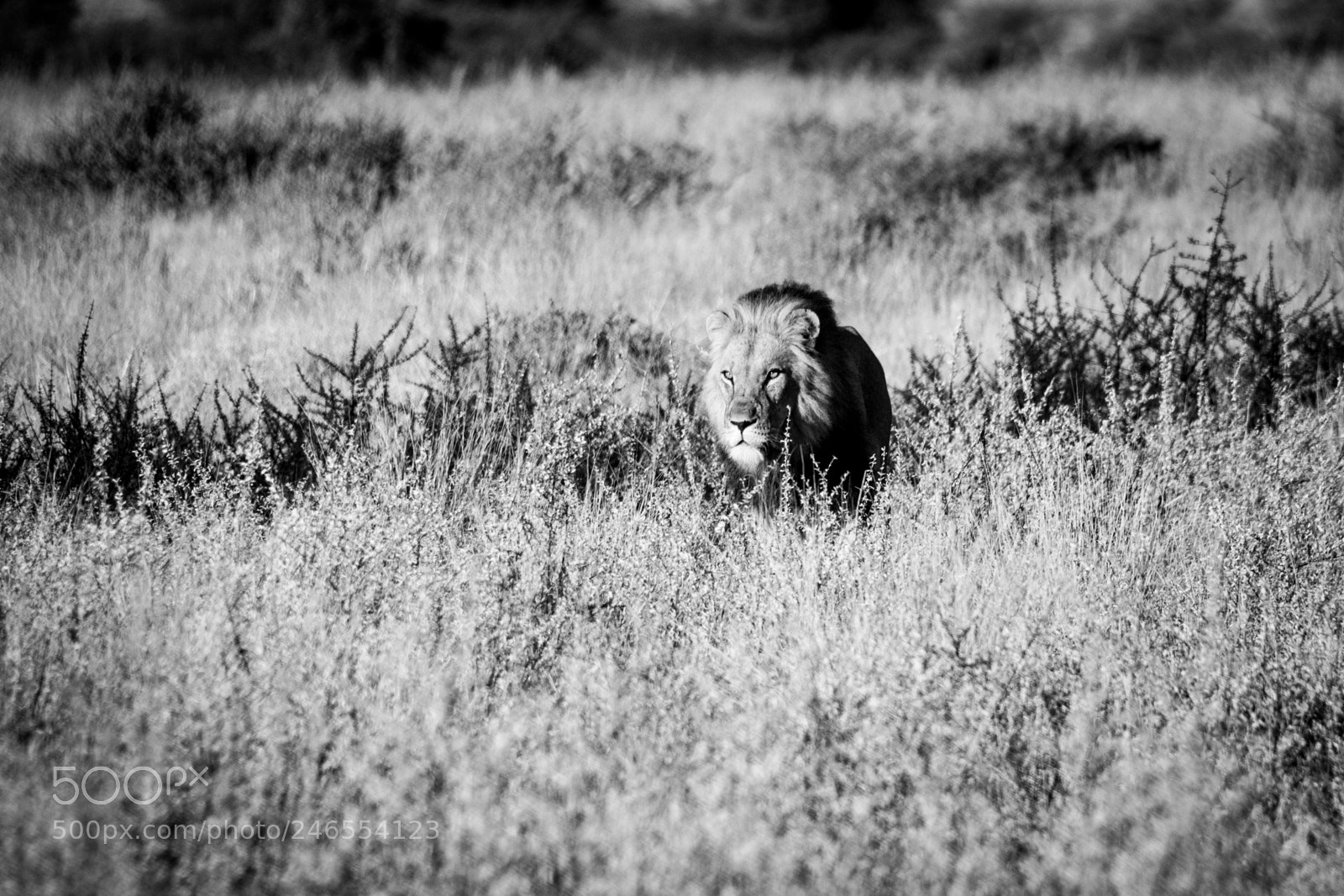 Canon EOS 7D Mark II sample photo. On silent paws photography