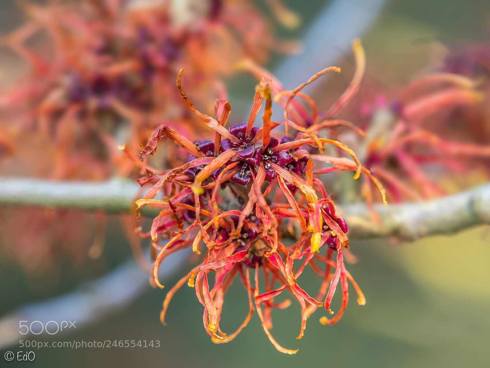 Olympus OM-D E-M1 Mark II sample photo. Hamamelis in trompenburg gardens photography
