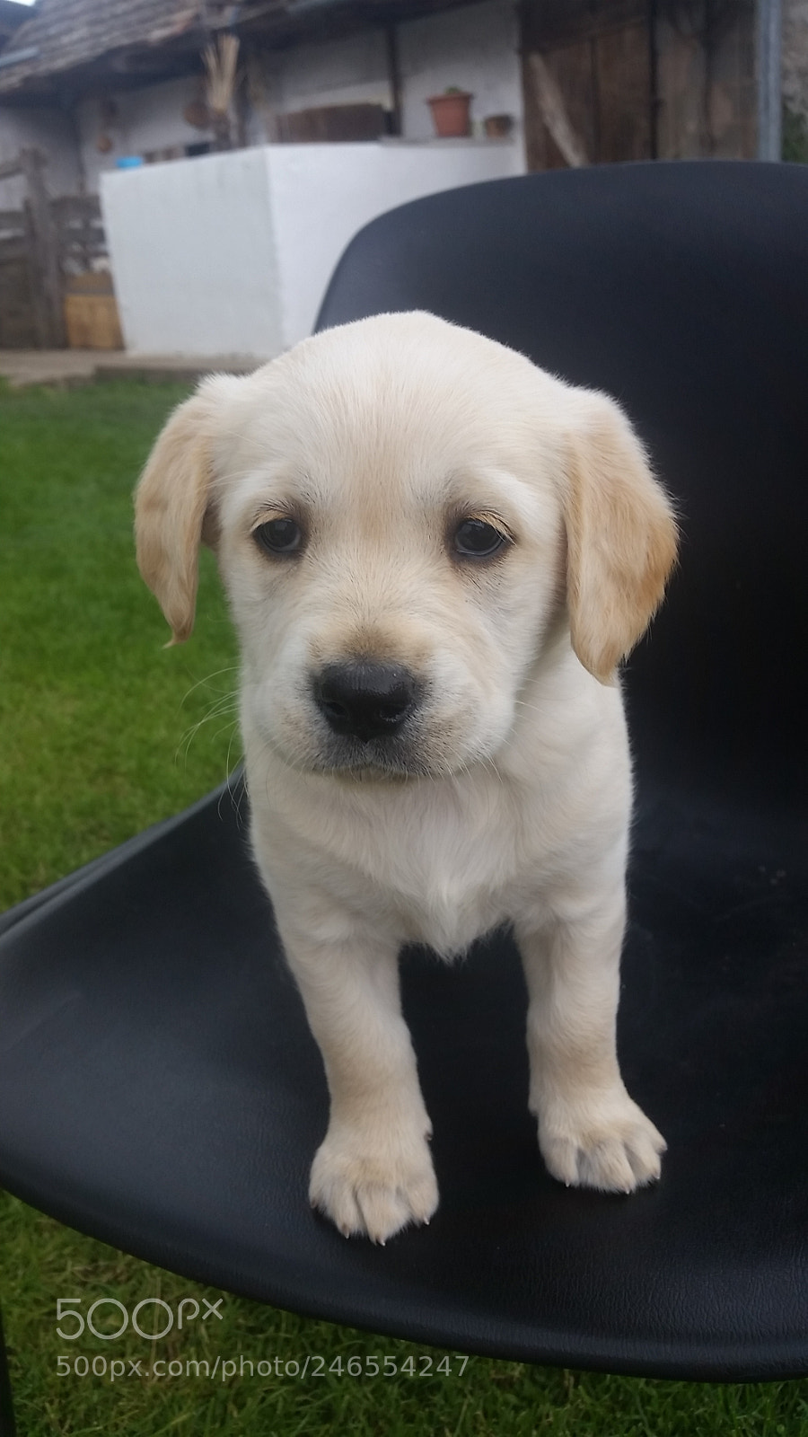 Samsung Galaxy S5 sample photo. Puppy photography
