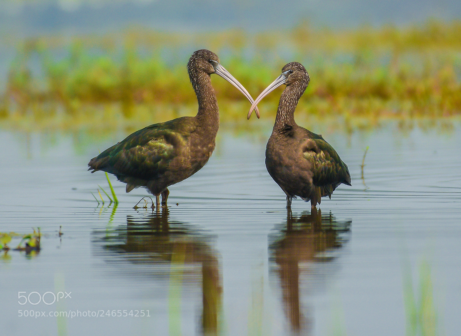 Nikon D500 sample photo. Glossy ibis photography