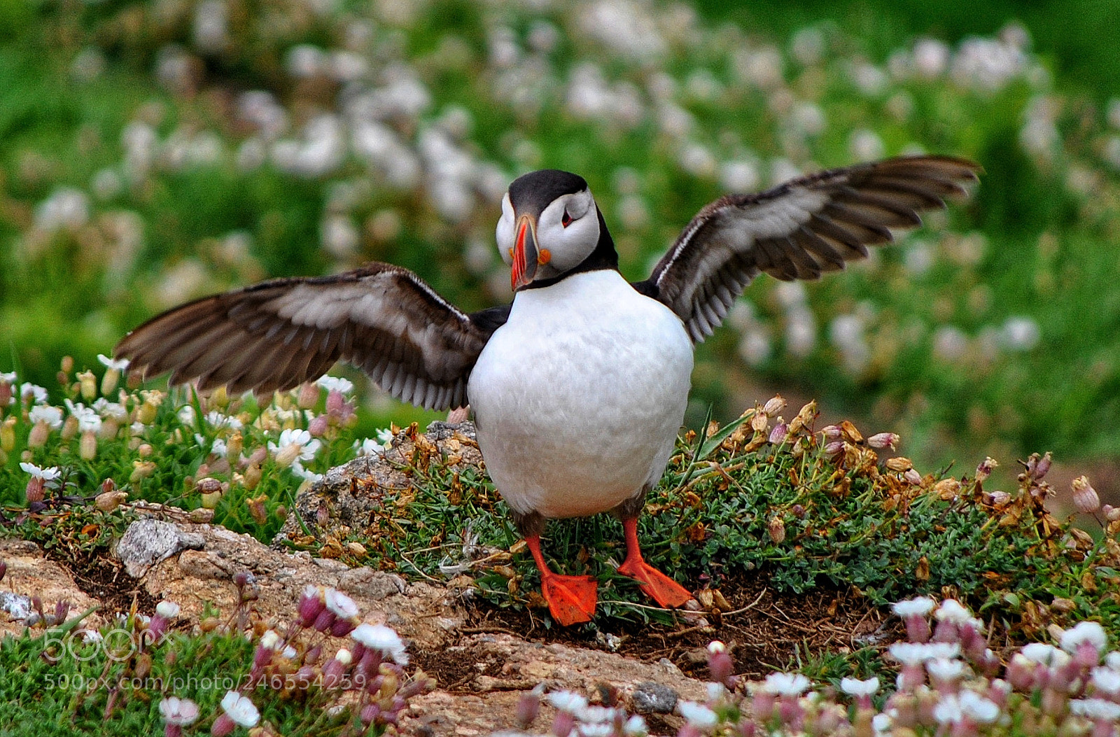 Nikon D3000 sample photo. Puffin on skomer photography