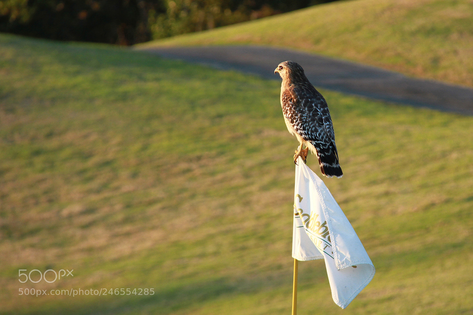 Canon EOS 7D sample photo. Untitled photography