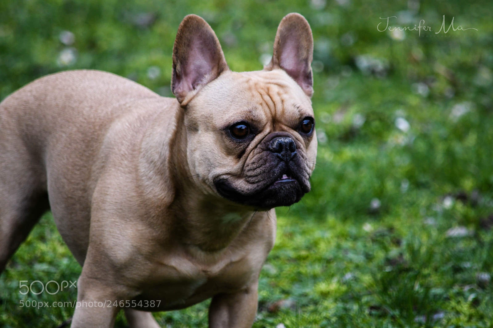 Nikon D7500 sample photo. Little dog photography