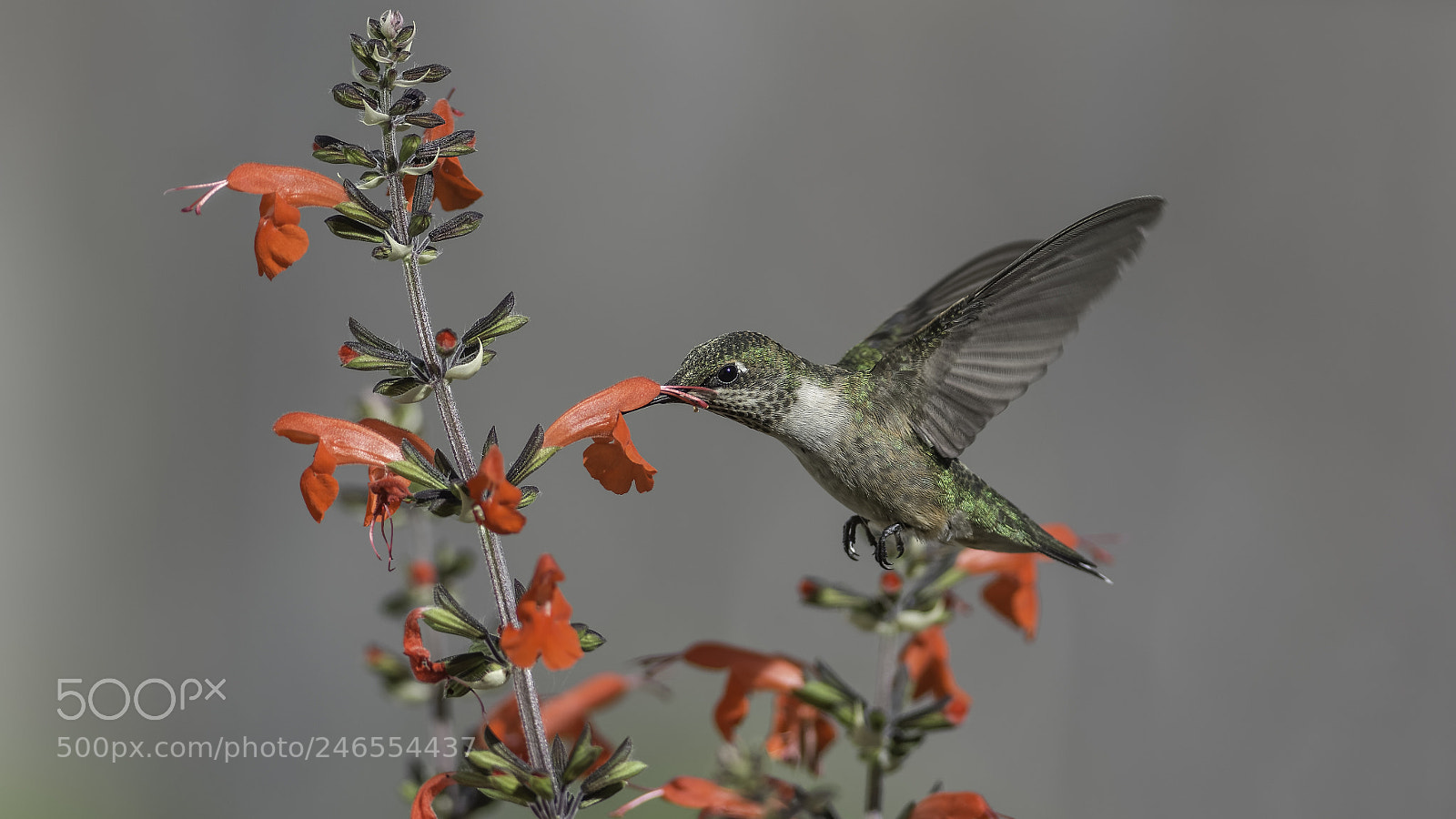 Nikon D7100 sample photo. Frequent visitor photography