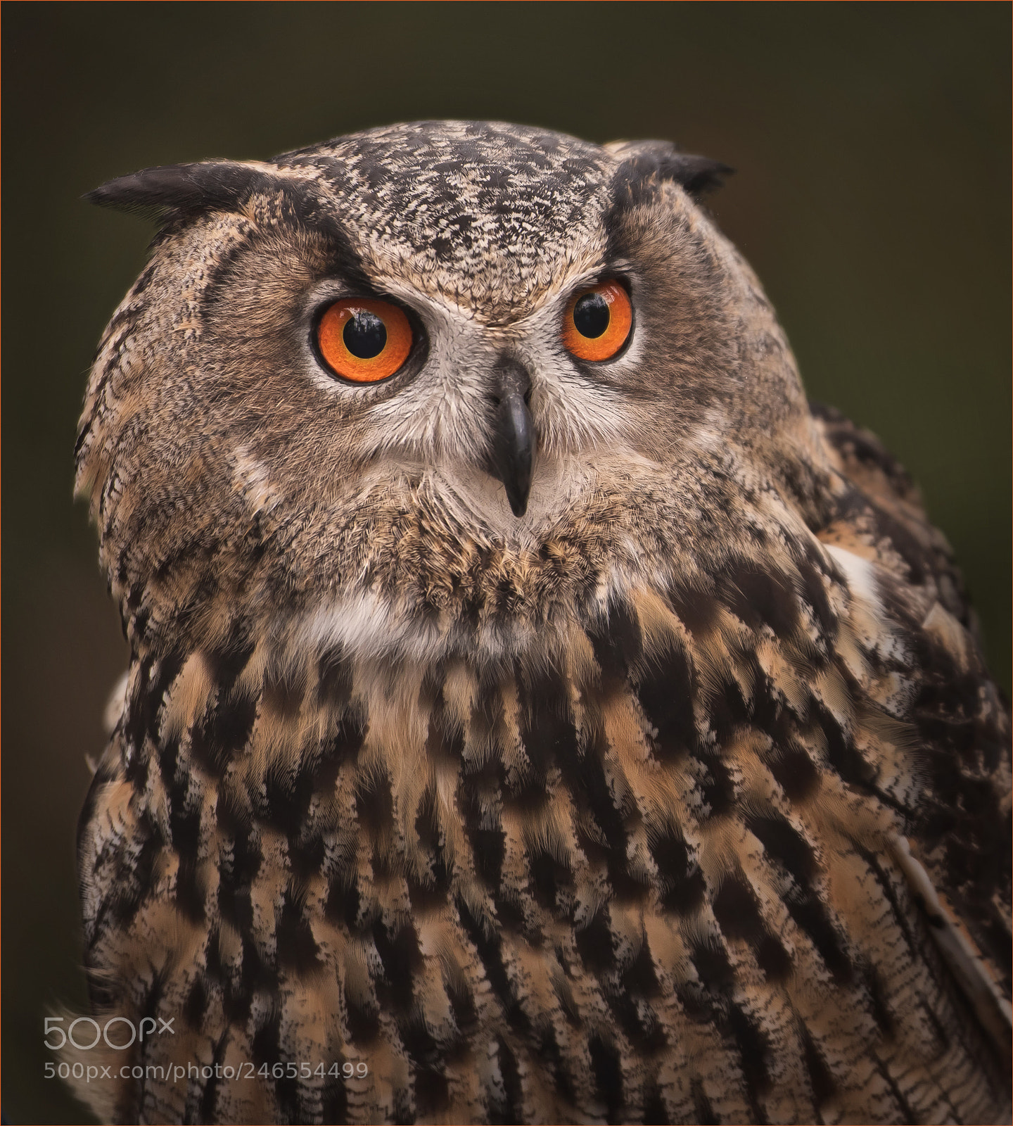Nikon D810 sample photo. Eurasian eagle owl photography