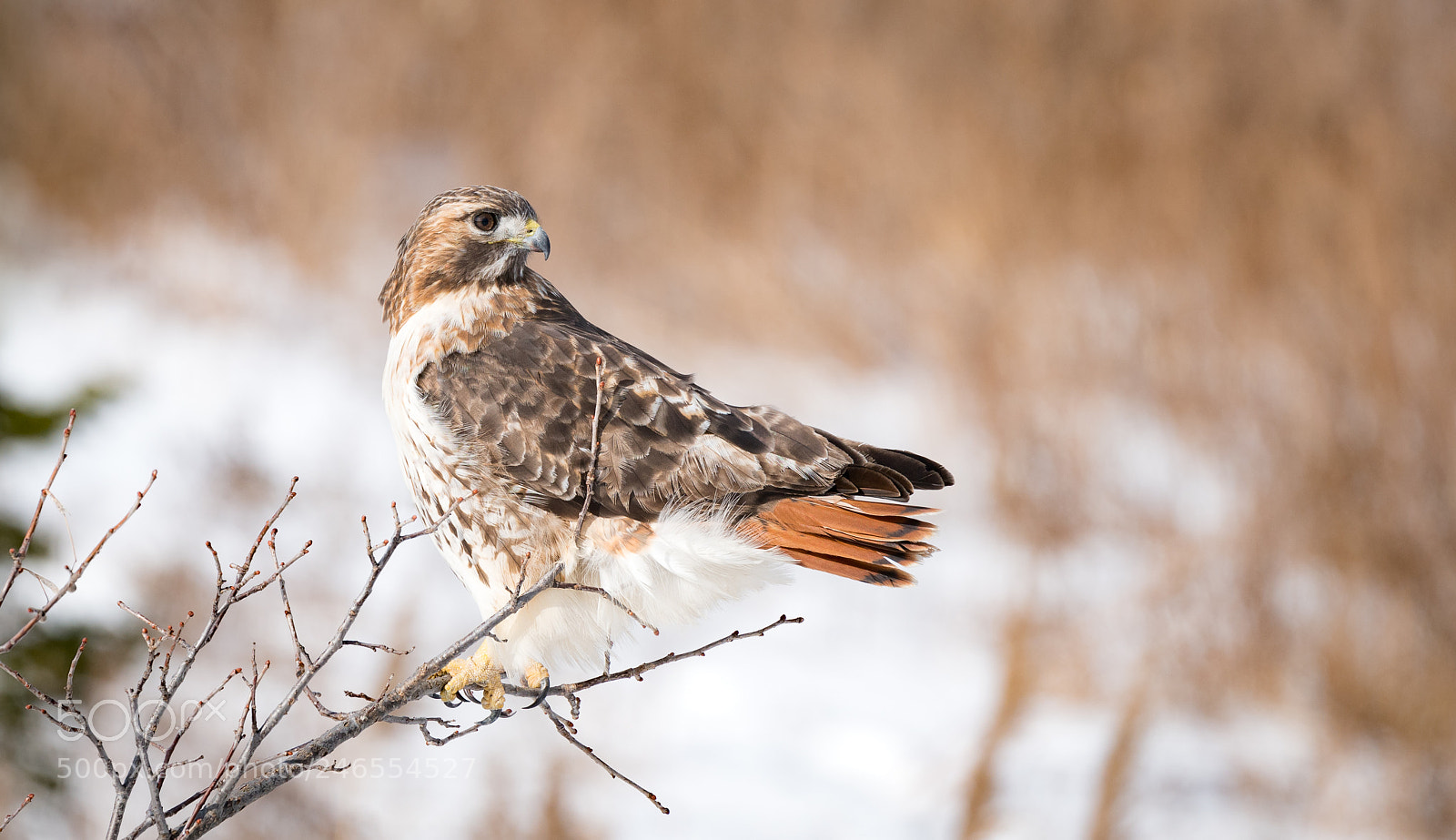 Sony a7R II sample photo. Hunting photography