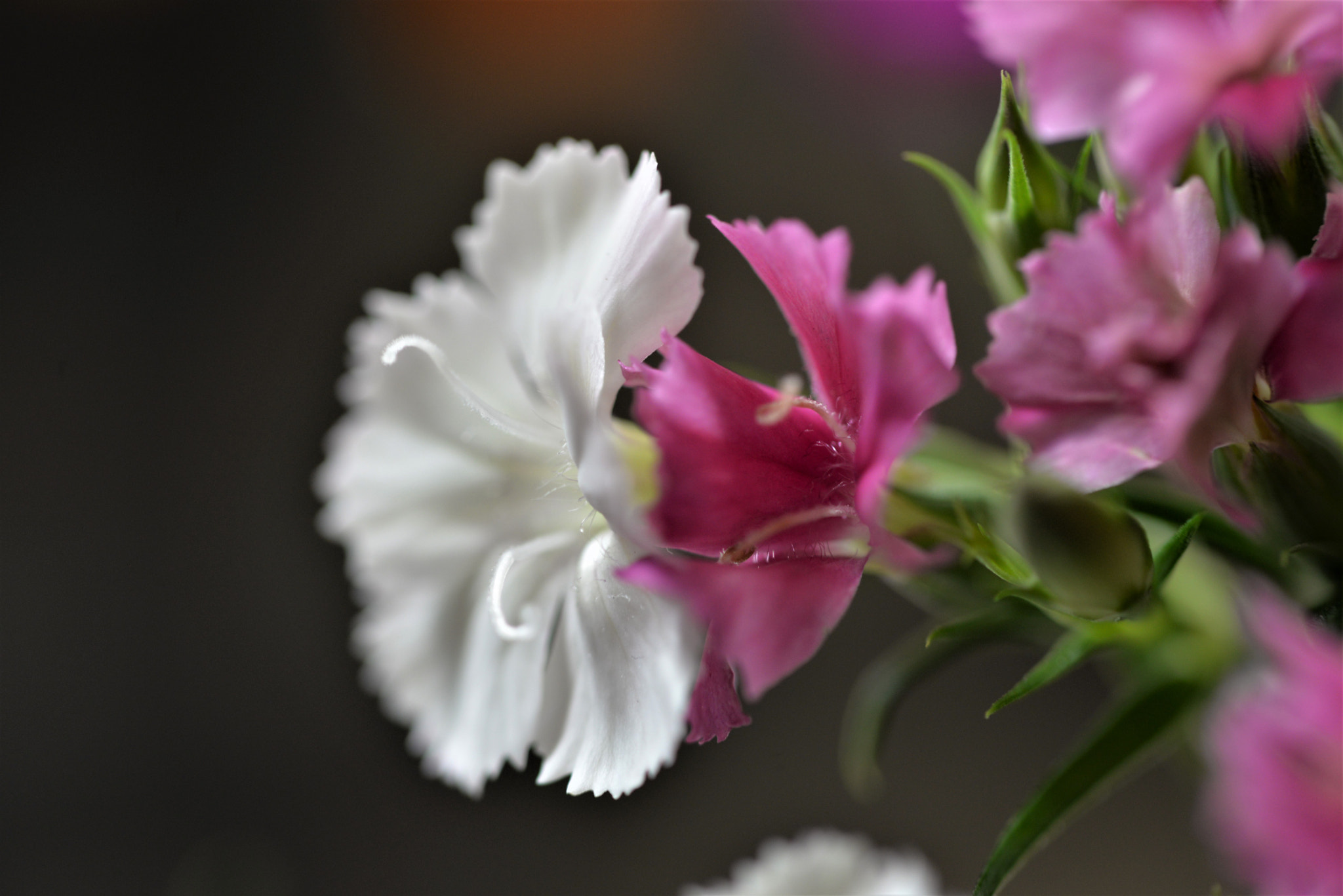 Sigma 105mm F2.8 EX DG OS HSM sample photo