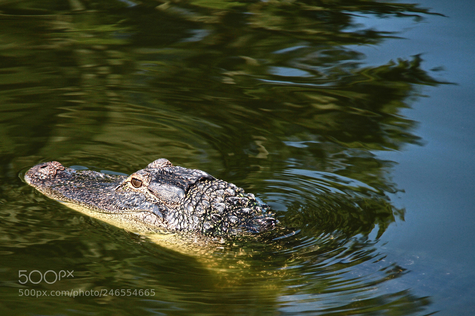 Canon EOS 7D sample photo. Untitled photography