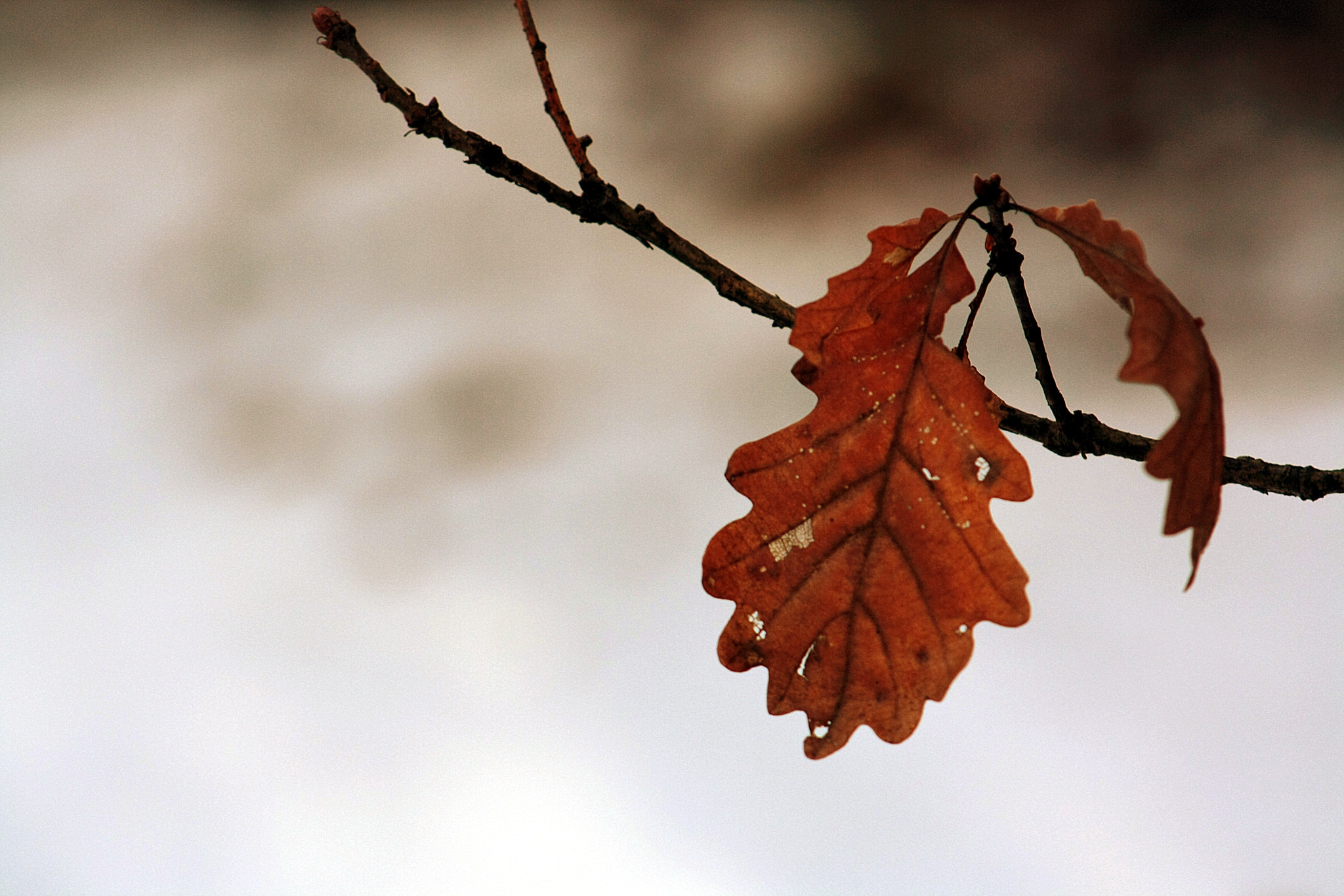 Canon EF 55-200mm F4.5-5.6 II USM sample photo. Leaf3 photography