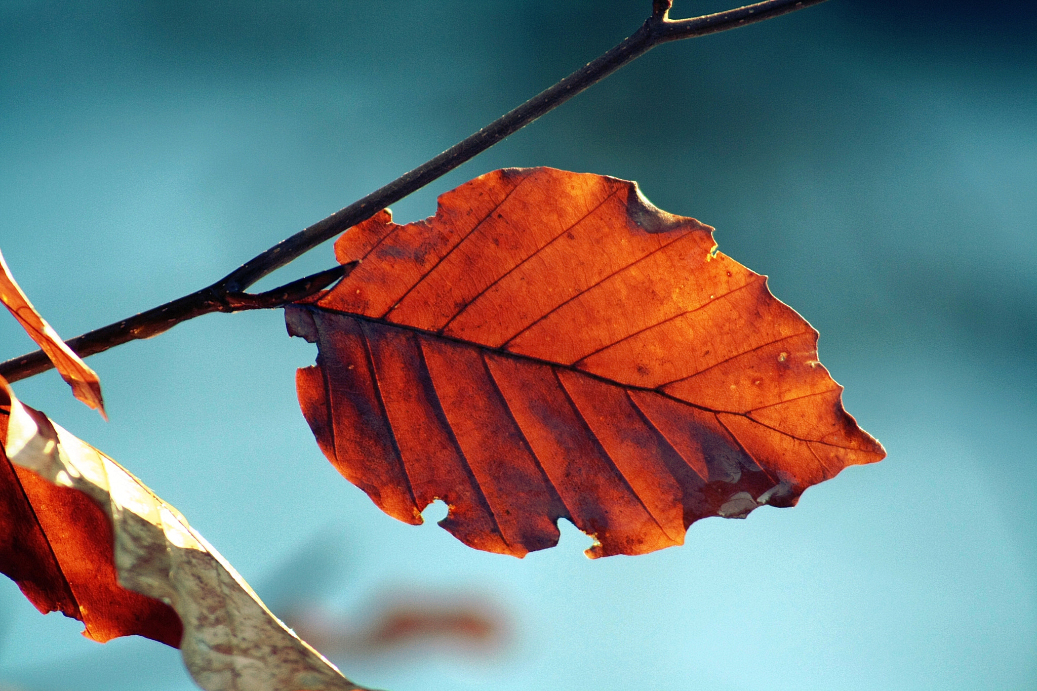 Canon EF 55-200mm F4.5-5.6 II USM sample photo. Leaf4 photography