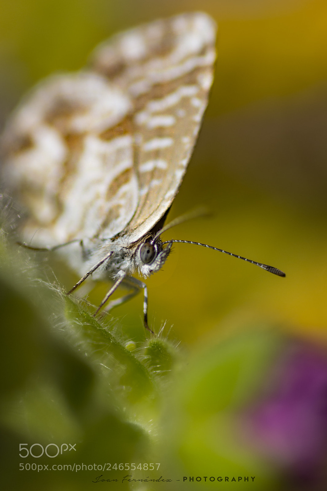 Nikon D7200 sample photo. Butterfly and colors photography