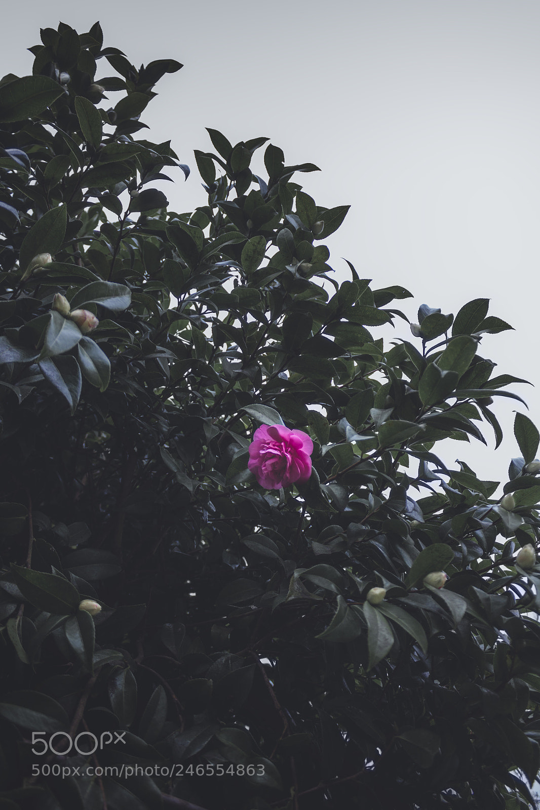 Canon EOS 60D sample photo. First photography