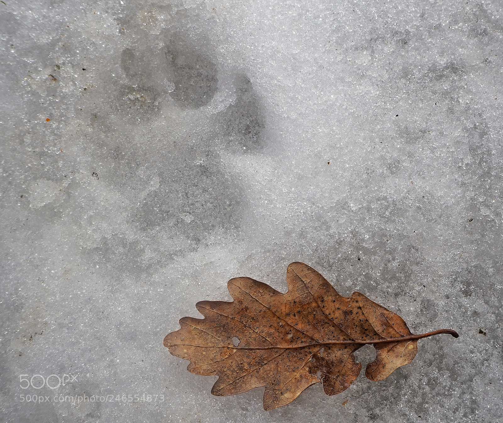 Olympus OM-D E-M10 III sample photo. Traces in the snow photography