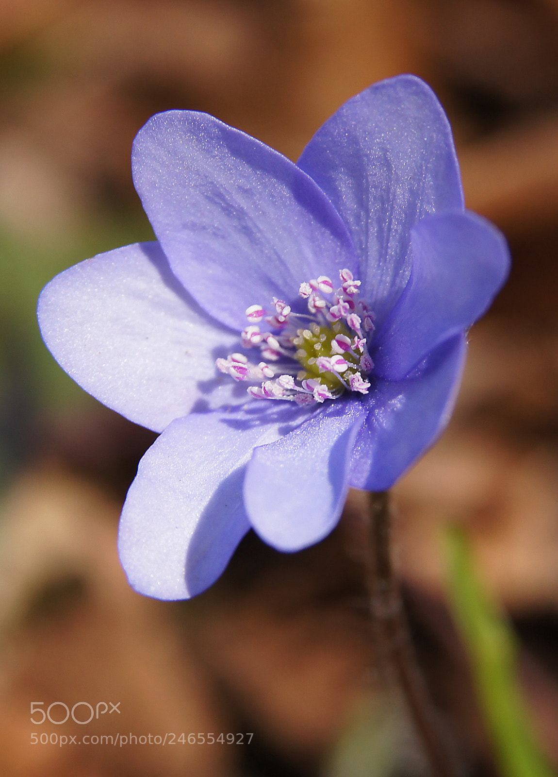 Sony Alpha DSLR-A580 sample photo. Leberblümchen photography