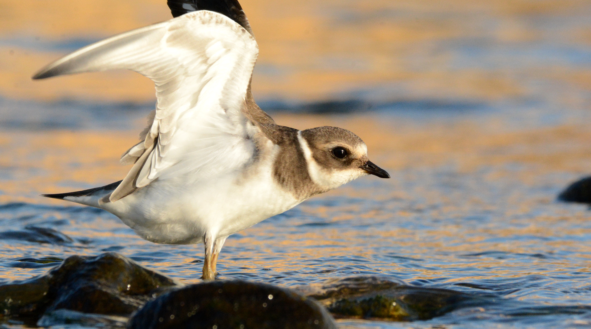Sigma 150-500mm F5-6.3 DG OS HSM sample photo. Common ringed plover (2) photography