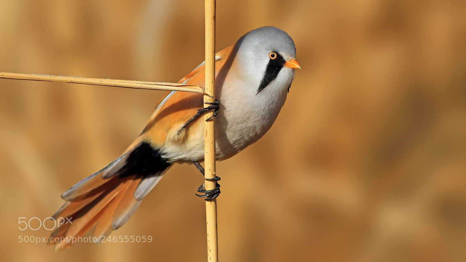 Canon EOS 7D sample photo. Bearded reedling photography