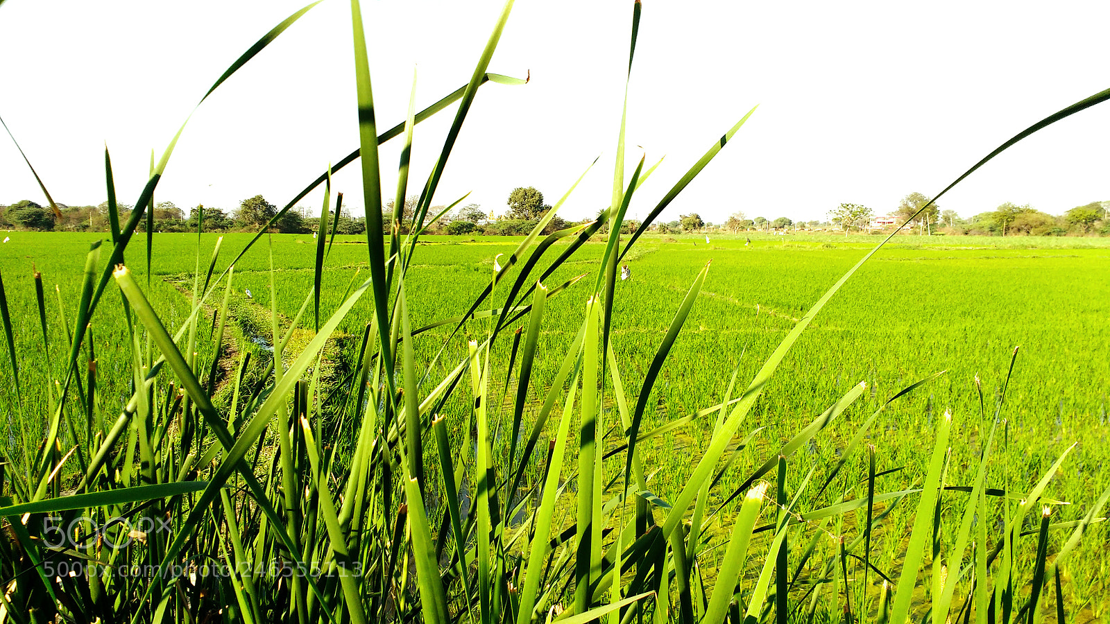 Motorola MotoG3 sample photo. Green grass photography