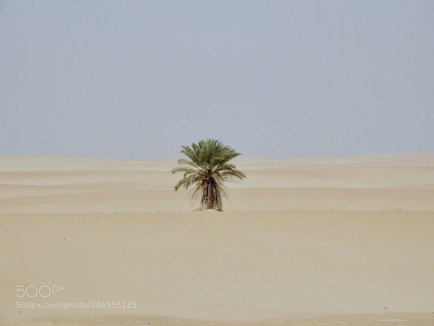 Nikon Coolpix P900 sample photo. A lonely palm-tree photography