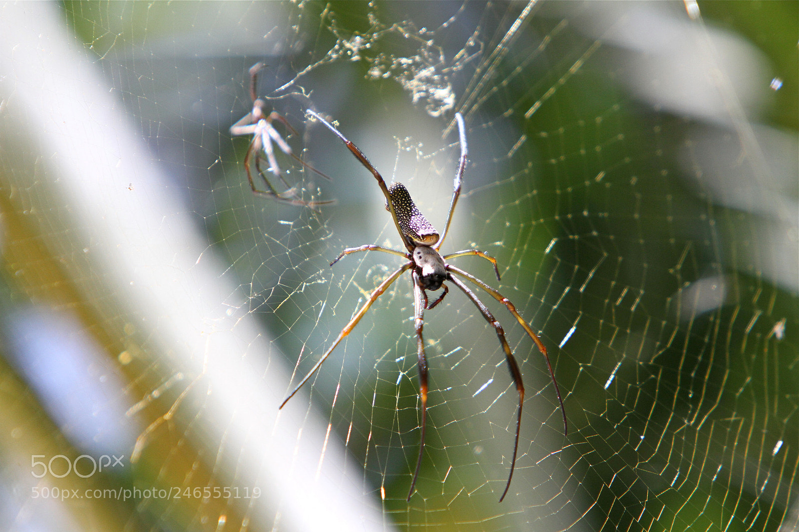 Canon EOS 7D sample photo. Untitled photography