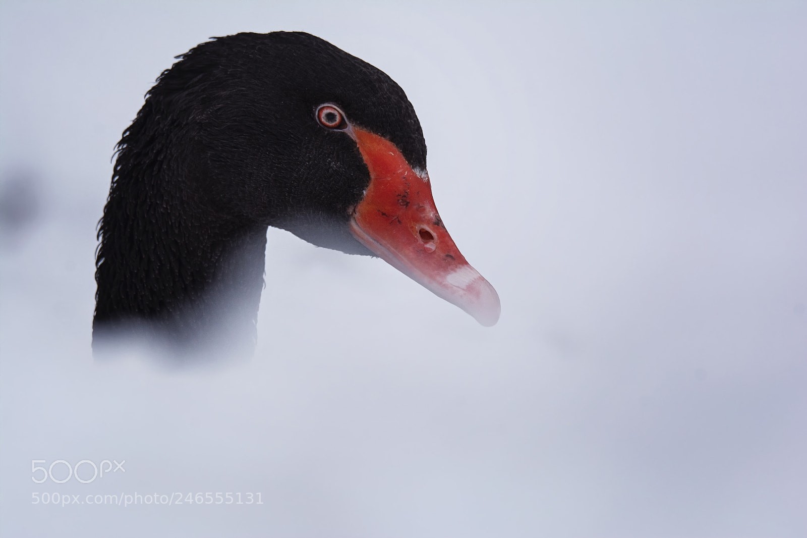 Nikon D7100 sample photo. Australian black swan cygnus photography