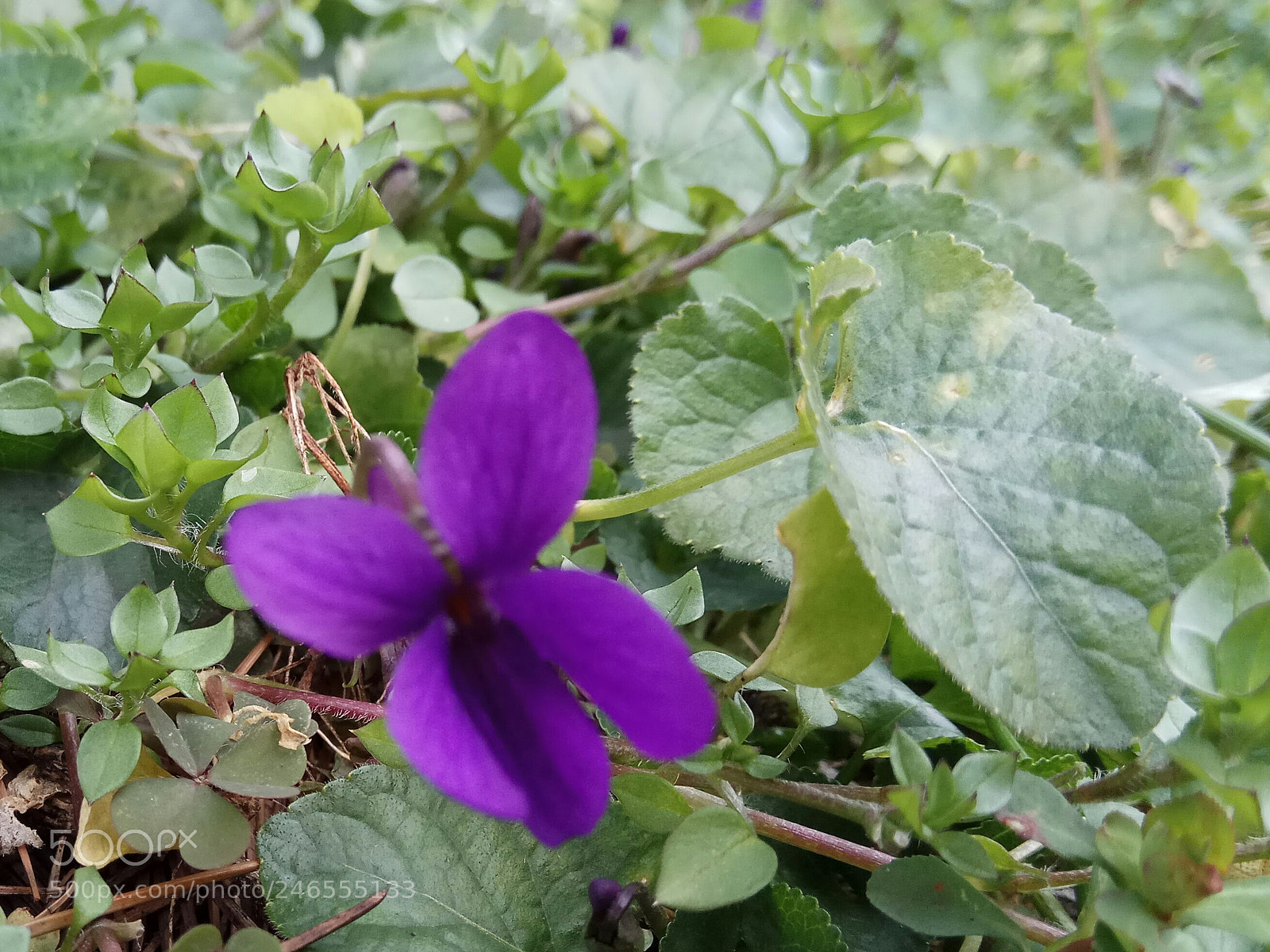 Xiaomi Redmi Note 4 sample photo. Viola photography